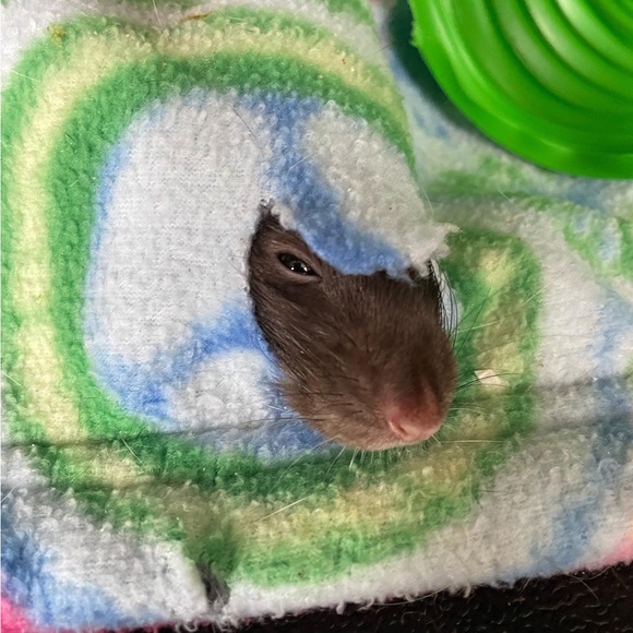 Meet your Posher, Jenny - Picture 6 of 7